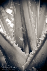 Connie Hanks Photography // ClickyChickCreates // Mexican palm tree