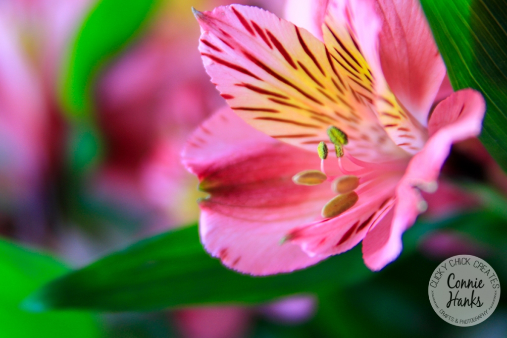 Connie Hanks Photography // ClickyChickCreates.com // pink flower