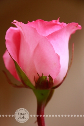 Connie Hanks Photography // ClickyChickCreates.com // single soft pink rose