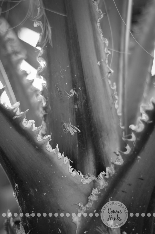 Connie Hanks Photography // ClickyChickCreates.com // Mexican Palm Tree, frayed, B&W, abstract, nature