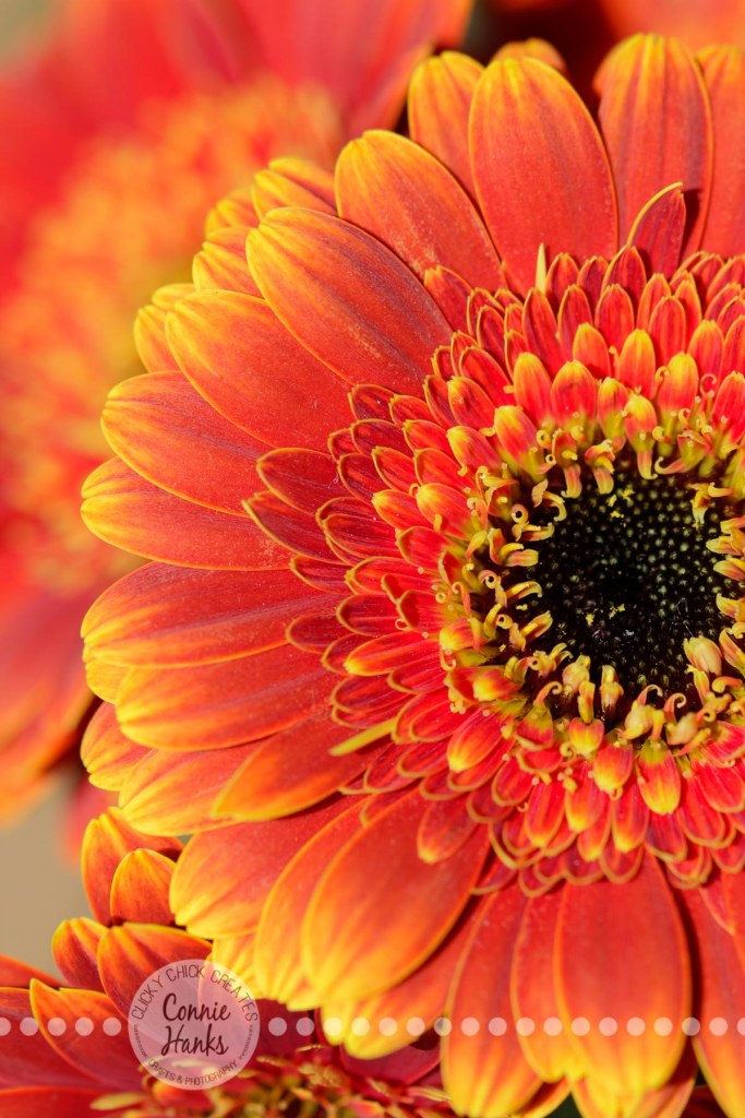 Connie Hanks Photography // ClickyChickCreates.com // macro flower shot, natural light, curves, petals, orange, yellow, gerbera daisy
