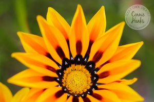 Connie Hanks Photography // ClickyChickCreates.com // macro flower shot, natural light, curves, petals, orange, yellow, flower, wildflower
