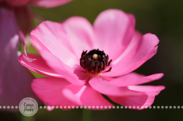 Connie Hanks Photography // ClickyChickCreates.com // macro flower photography