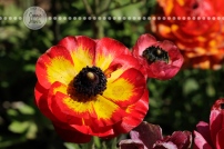 Connie Hanks Photography // ClickyChickCreates.com // macro flower photography